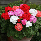 Geranium