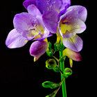 Freesia