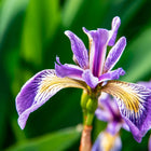 Iris