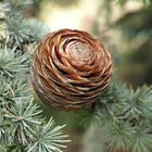 Cedar