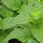 Spearmint