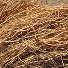 Vetiver
