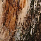 Amberwood
