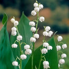 Lily-Of-The-Valley