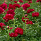 Peony