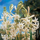 Tuberose