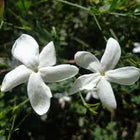 Jasmine