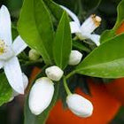  Orange Blossom
