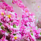 Turkish Rose