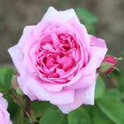 Bulgarian Rose