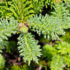 Fir Resin