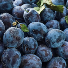 Plum