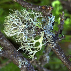Oakmoss