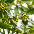 Bay Leaf