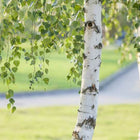 Birch